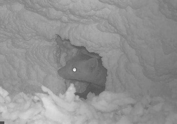 Kuna domowa w tunelu wygryzionym w pianie PUR przegrody skośnej dachu.