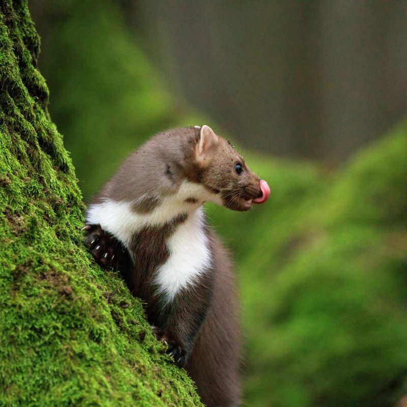 zdenek-machacek-R0Sir8eFUNM-unsplash